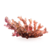 Daum - Crystal Coral Sea Amber Red Medium Bowl - Time for a Clock