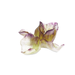 Daum - Iris Decorative Flower - Time for a Clock